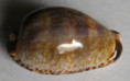 /products/cypraea-nigropunctata-gray-1828/